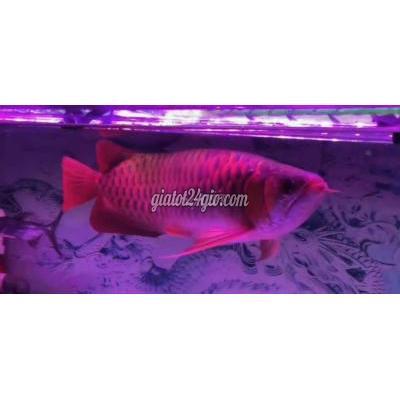 vật nuôi thú cưng - quận 6 - hồ chí minh | Cá Huyết Long Đỏ Gần 60cm Khỏe ...