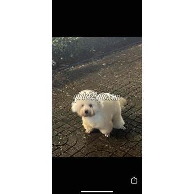 vật nuôi thú cưng - quận 8 - hồ chí minh | Chó poodle lùn Bull Pháp saigon ...