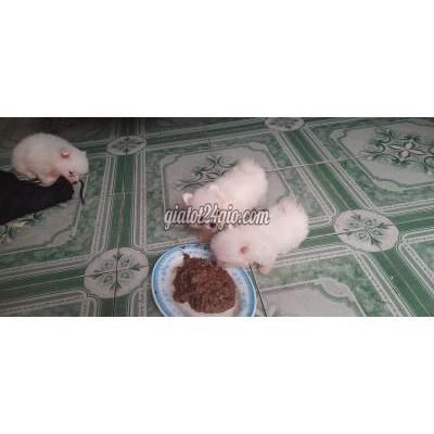 thú cưng, chó cảnh giá rẻ hai bà trưng hà nội |...