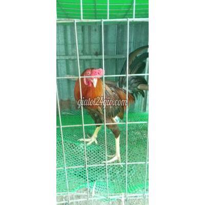 vật nuôi thú cưng - bình chánh - hồ chí minh | khét vàng Simon 3.2kg ne nhẹ ...