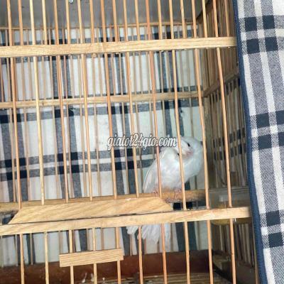 Chim ( Vật nuôi ) - vĩnh cửu - đồng nai | Chim chào mào trắng 15 ngày Gù ...