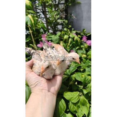 Gà ( Vật nuôi ) - quận 12 - hồ chí minh | 3 trống tre bắc mini khỏe ...