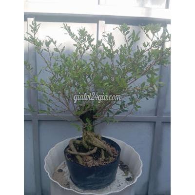 cây cảnh - củ chi - hồ chí minh | Cây Linh Sam Siêu bông gốc ...