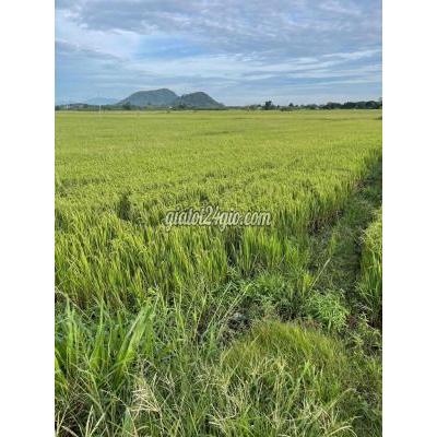 đất nông nghiệp - xuân lộc - đồng nai | đất ruộng lang ...
