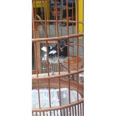 Chim ( Vật nuôi ) - quận 12 - hồ chí minh | cả bộ chim và ...
