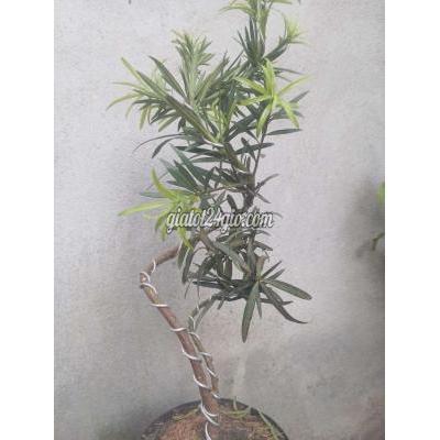 cây cảnh - củ chi - hồ chí minh | Cây cảnh Tùng vạn niên La Hán uốn ...