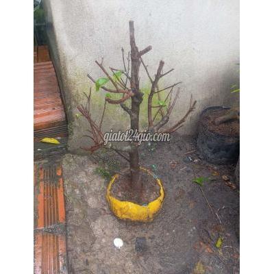 cây cảnh - củ chi - hồ chí minh | Mai vàng giảo Thủ Đức ...