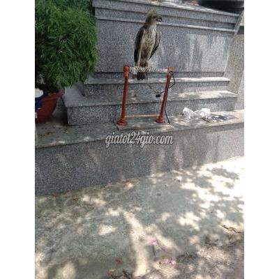 phụ kiện, thức ăn, dịch vụ quận 12 - hồ chí minh | cần giao ...