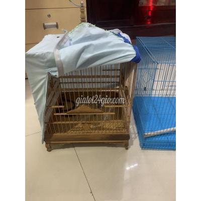 phụ kiện, thức ăn, dịch vụ quận 8 - hồ chí minh | hai lồng như ...