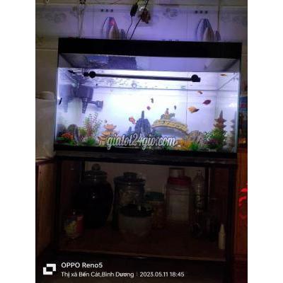 sở thích khác thị xã bến cát - bình dương | chậu cá ...