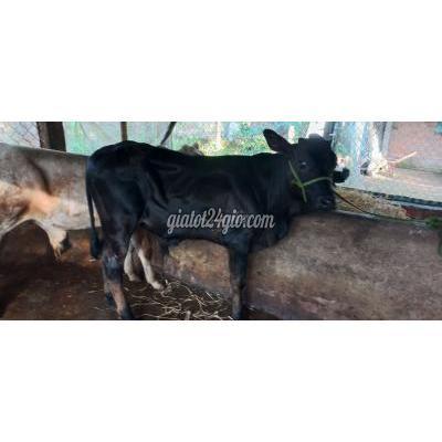 thú cưng khác huyện ba tri - bến tre bò đực 3b.