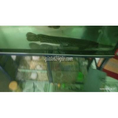 thú cưng khác thành phố dĩ an - bình dương | giá hữu nghị có giảm ạ tâm huyết cần ng ...