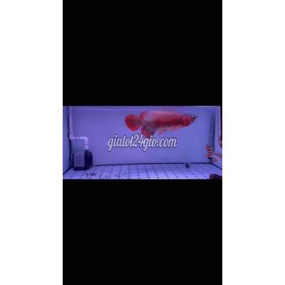 Thú Cưng Quận Bình Thuỷ - Cần Thơ Cá Rồng Huyết Long Thú Cưng Quận Bình Thuỷ - Cần Thơ Cá Rồng Huyết Long