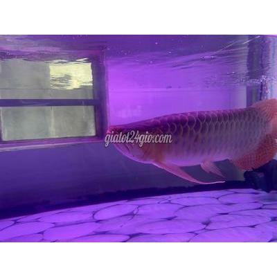 thú cưng khác quận liên chiểu - đà nẵng | thanh lí nhanh huyết đuôi càng siêu ...