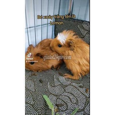 thú cưng khác thành phố biên hòa - đồng nai | bọ ú crested biên ...