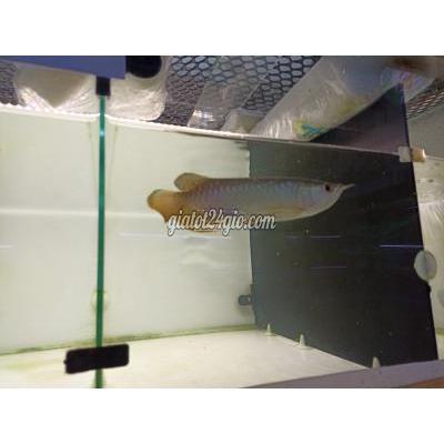 thú cưng khác quận bình tân - hồ chí minh | kim long qua bối ...