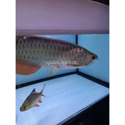 Thú Cưng Quận Bình Thạnh - Hồ Chí Minh Supper Highback Hàm Cá M.ậ.p Chuẩn Chỉ Sai 45 Thú Cưng Quận Bình Thạnh - Hồ Chí Minh Supper Highback Hàm Cá M.ậ.p Chuẩn Chỉ Sai 45