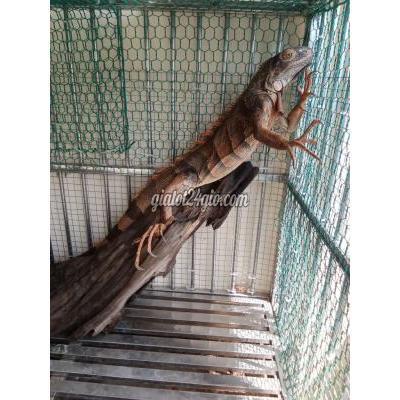 thú cưng khác quận bình tân - hồ chí minh | đực dài 1 met ...