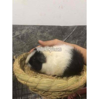 thú cưng khác quận gò vấp - hồ chí minh | bọ ú teddy mặt xinh màu ...