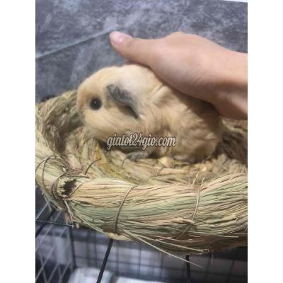 thú cưng khác quận gò vấp - hồ chí minh | bọ ú cali đực thuần 3 tuần ...