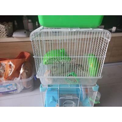 Thú Cưng Quận 7 - Hồ Chí Minh Chuột Hamster Thú Cưng Quận 7 - Hồ Chí Minh Chuột Hamster