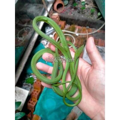 thú cưng khác thành phố thủ đức - hồ chí minh | lục kimmmm cute không ...