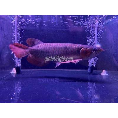 thú cưng khác quận bình tân - hồ chí minh | huyết siêu đỏ hàng nhập ...