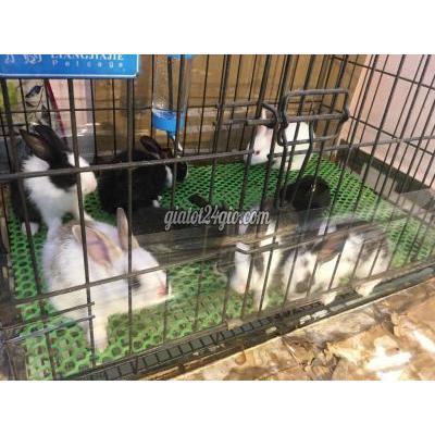 Thú Cưng Quận Tân Phú - Hồ Chí Minh Mấy Bé Thỏ 7 Màu Mới Ra Lò Đây Ạ. Thú Cưng Quận Tân Phú - Hồ Chí Minh Mấy Bé Thỏ 7 Màu Mới Ra Lò Đây Ạ.