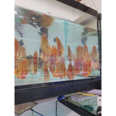 thú cưng khác quận tân bình - hồ chí minh | cá dĩa hoa hồng đỏ đẹp ...