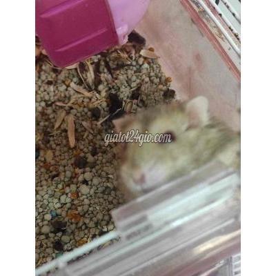 thú cưng khác quận bình thạnh - hồ chí minh | cần pass chuột winter white kèm ...