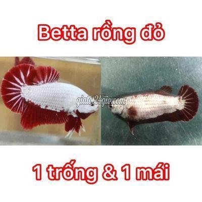 thú cưng khác huyện hóc môn - hồ chí minh | betta rồng đỏ ( 1 cặp giá 60k ...