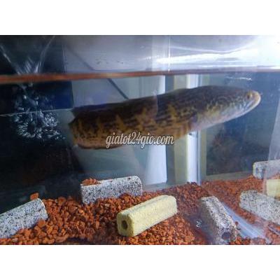 thú cưng khác thành phố thủ đức - hồ chí minh | thanh lý cá lóc nữ ...