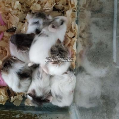 thú cưng khác huyện hóc môn - hồ chí minh | bán chuột hamster bò sữa màu ...