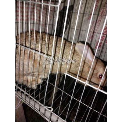 thú cưng khác huyện long hồ - vĩnh long | bán 2 con thỏ ...