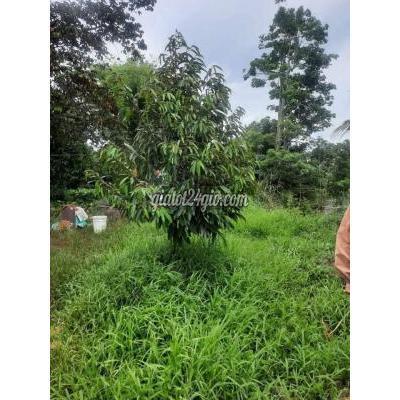 Thuê Đất Huyện Cái Bè - Tiền Giang Đất Vườn Sầu Riêng Ri6 Trồng Được 5 Năm Thuê Đất Huyện Cái Bè - Tiền Giang Đất Vườn Sầu Riêng Ri6 Trồng Được 5 Năm