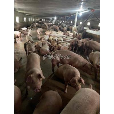 Việc Làm Huyện Thống Nhất - Đồng Nai Tuyển Người Làm Trại Heo Việc Làm Huyện Thống Nhất - Đồng Nai Tuyển Người Làm Trại Heo