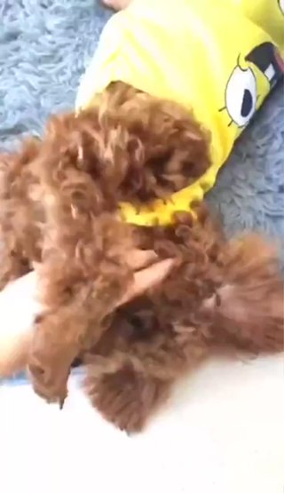 Áo Cho Chó Mèo Thú Cưng...