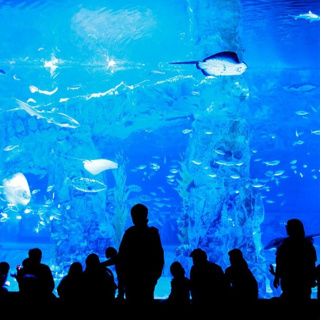 Hà Nội [Code gửi SMS] Vé rẻ vào Thuỷ Cung Lotte Tây Hồ Hà Nội - Áp...