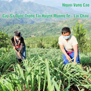 Tinh Dầu Sả Nguyên Chất [330ml-1 lít] Thơm, Khử Mùi, Đuổi Muỗi, Cô...