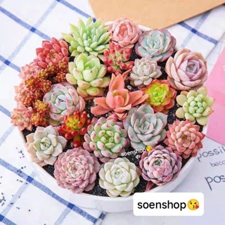 Sen đá size mini (sen vỉ) 3-5 cm các loại, siêu khỏe, xuất sứ ĐÀ L...
