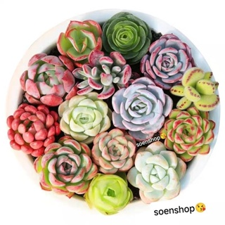 Sen đá size mini (sen vỉ) 3-5 cm các loại, siêu khỏe, xuất sứ ĐÀ L...