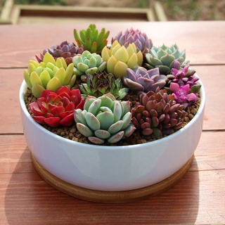Sen đá size mini (sen vỉ) 3-5 cm các loại, siêu khỏe, xuất sứ ĐÀ L...