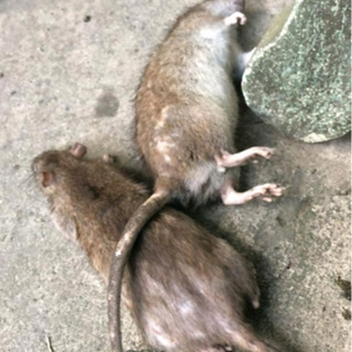 Thuốc chuột loại mạnh dạng nước bả chuột siêu nhanh hiệu quả diệt ...