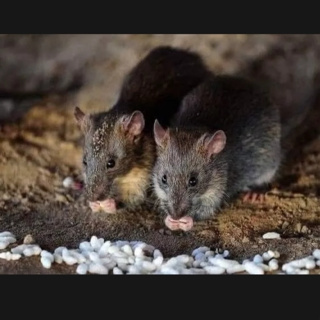 Thuốc chuột loại mạnh dạng nước bả chuột siêu nhanh hiệu quả diệt ...