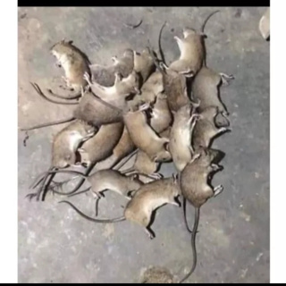 Thuốc chuột loại mạnh dạng nước bả chuột siêu nhanh hiệu quả diệt ...