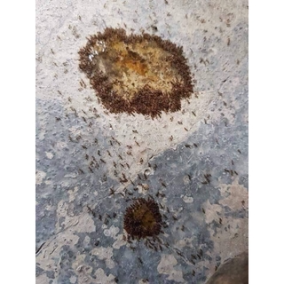 Dụng Dịch Diệt Gián Kiến Sinh Học Hiệu Quả...