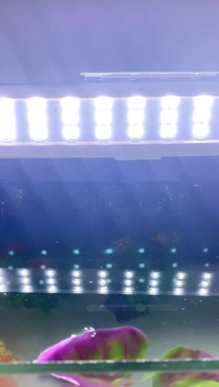 Đèn Led Trang Trí Bể Cá - Đèn Led 6 Dãy Ánh Sáng Phối Màu WRGB Dàn...