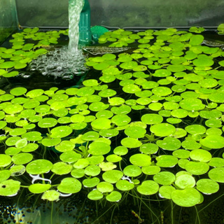 Bèo Nhật HCM NÊN ĐẶT HOẢ TỐC (Chỉ giao dc ở miền Nam)...