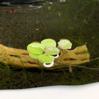 Bèo Nhật HCM NÊN ĐẶT HOẢ TỐC (Chỉ giao dc ở miền Nam)...