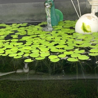 Bèo Nhật HCM NÊN ĐẶT HOẢ TỐC (Chỉ giao dc ở miền Nam)...